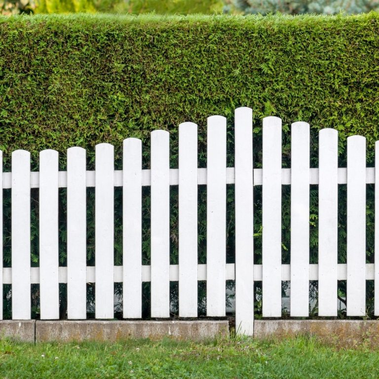 White picket fence in front of a manicured green hedge